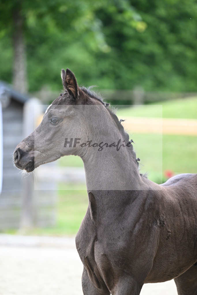 Kat-Nr. 35 HF DSP Feliciano_Niedermair_17230870 | hf-fotografie - Realizzato con Pictrs.com
