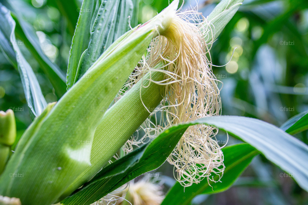 Maisfeld_20190820-163726-k | Fatzi Bilder-Archiv! 
Die Bilder sind für private Nutzung lizenzfrei. Die kommerzielle Nutzung ist möglich und erwünscht, jedoch bitte ich um vorherige Kontaktaufnahme per E-Mail (info@fatzi.at) oder unter +43 650 7828269 - Realisiert mit Pictrs.com