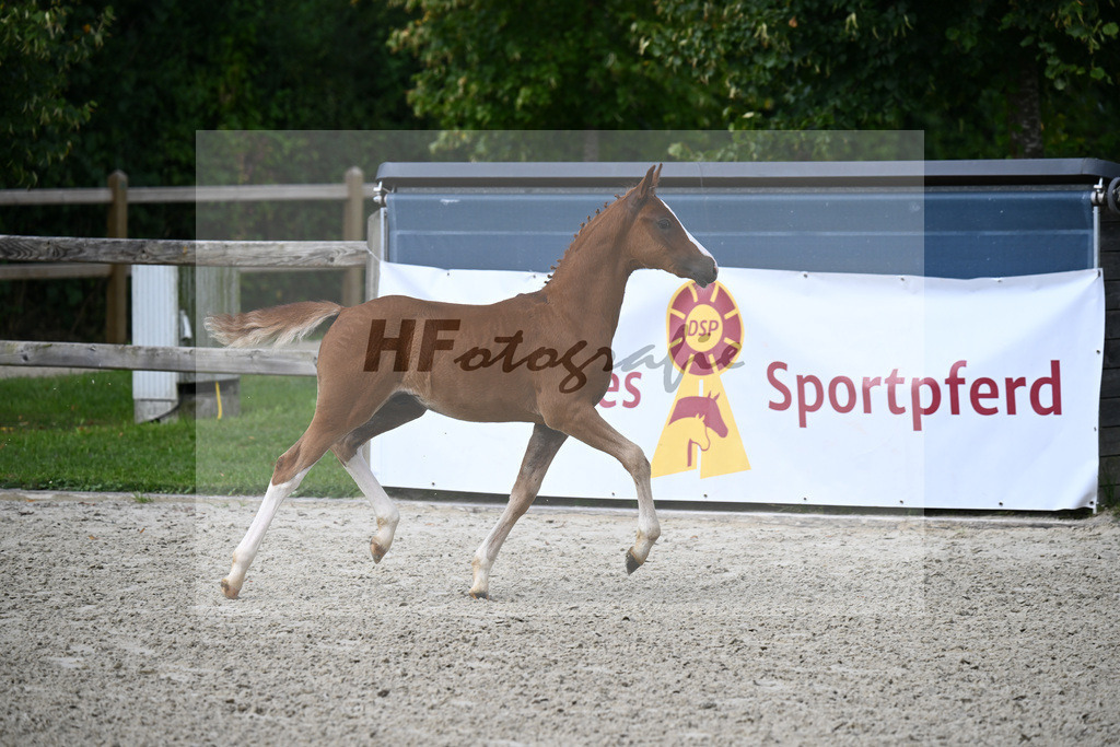 Genscher x Der feine Lord AT_HF_Sandweger_29240058 | hf-fotografie - Realisiert mit Pictrs.com