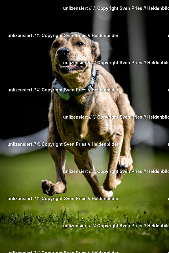 Sven Pries | 2025-10-03 - Hunderennen Obergrombach - Realisiert mit Pictrs.com