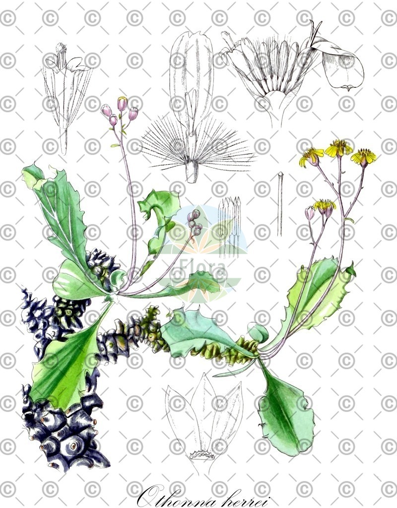 HistAbb_wfo-0000261502_1_ENZY_Simple | Historische Abbildung von Othonna herrei - Asteraceae | Historical Illustration of Othonna herrei - Asteraceae