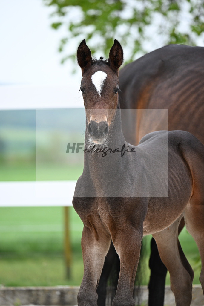 Kat-Nr. 20 SF Stakkato Cornet x Candillo_Haefele_23260779 | hf-fotografie - Realizzato con Pictrs.com