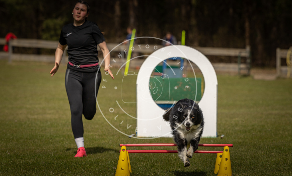 Pfotenfotografie_DV3A6001 | Hundefotografie, Tierfotograf, Pfotenfotografie, Fotoshooting Hund, Hunde Portrait, Hundesport, Hundeportraits, Heideshooting, Hunde, Sportfotograf, Hundefotograf, Turnierhundsport, THS,  - Realisiert mit Pictrs.com
