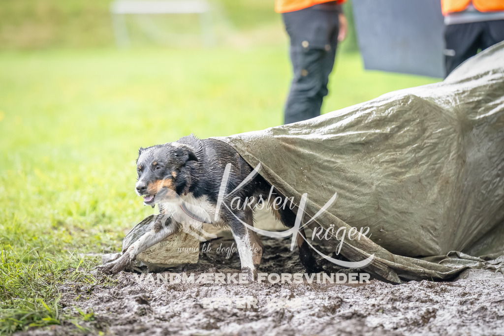 0955_ZZ91872-Bearbeitet | kk-dogfotos