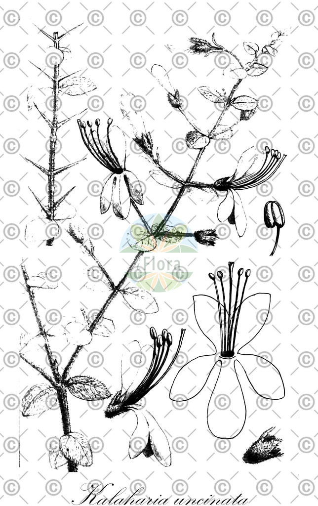 HistAbb_wfo-0000356462_1_ENZY_Simple | Historische Abbildung von Kalaharia uncinata - Lamiaceae | Historical Illustration of Kalaharia uncinata - Lamiaceae