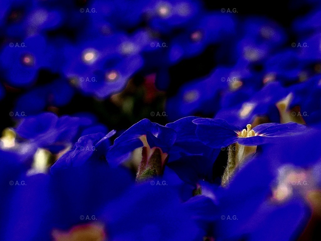 20220414_182545 | aileen-glaeser - Realisiert mit Pictrs.com