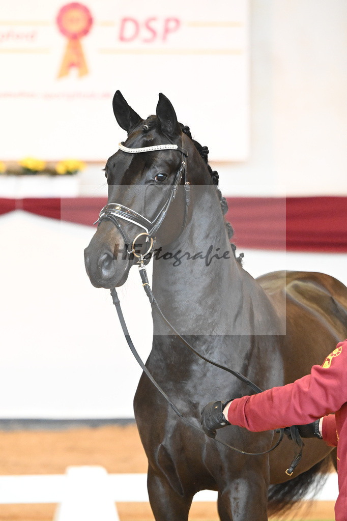 Kat-Nr. 6 v. Bohemian_Albert_66221523 | hf-fotografie - Realisiert mit Pictrs.com