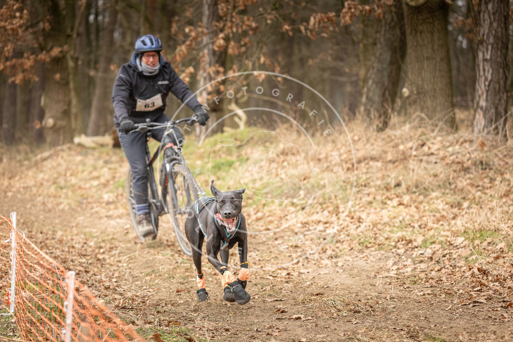 Pfotenfotografie_DV3A3268 | Hundefotografie, Tierfotograf, Pfotenfotografie, Fotoshooting Hund, Hunde Portrait, Hundesport, Hundeportraits, Heideshooting, Hunde, Sportfotograf, Hundefotograf, Turnierhundsport, THS,  - Realisiert mit Pictrs.com
