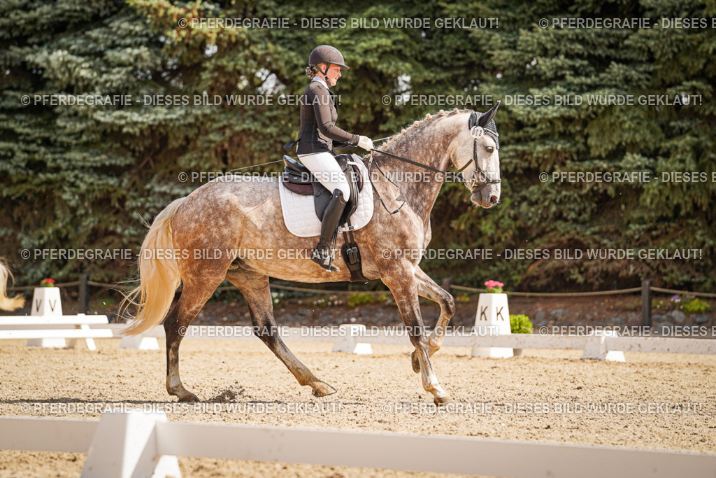 DSC01056 | Pferdegrafie