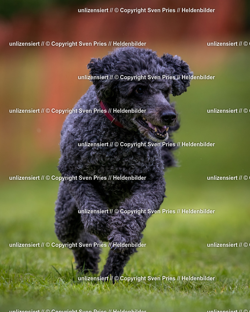 Sven Pries | 2024-04-21 - Hunderennen Baden-Oos
Foto: Sven Pries - Realisiert mit Pictrs.com