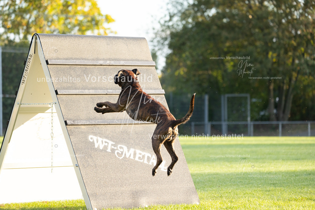 _16A5963 | Einzigartige Fotos von Hunden & Menschen –Actionfotos, Portraits, Vereinsaufnahmen & Paarshootings – authentisch, lebendig & mit Herz.