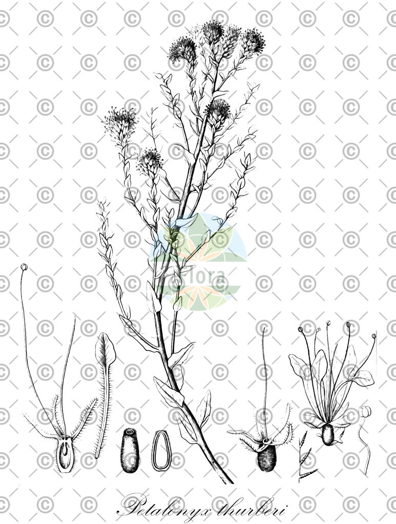 HistAbb_wfo-0000267768_1_ENZY_Simple | Historische Abbildung von Petalonyx thurberi - Loasaceae | Historical Illustration of Petalonyx thurberi - Loasaceae