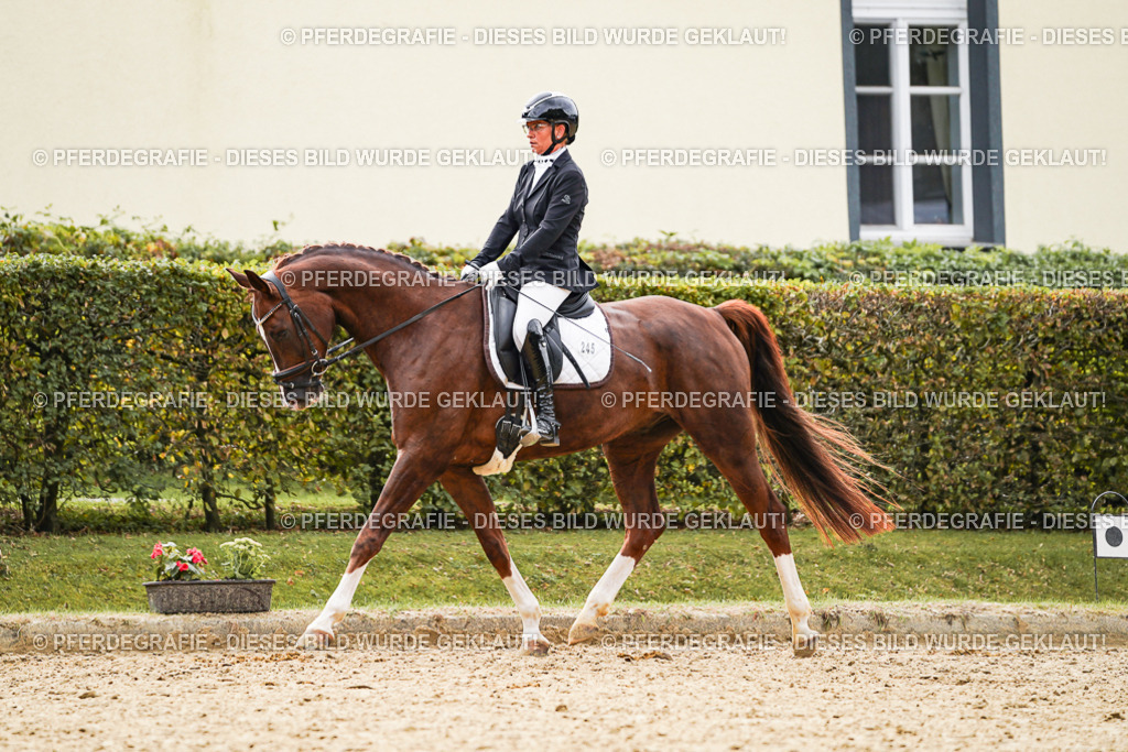 DSC01603 | Pferdegrafie