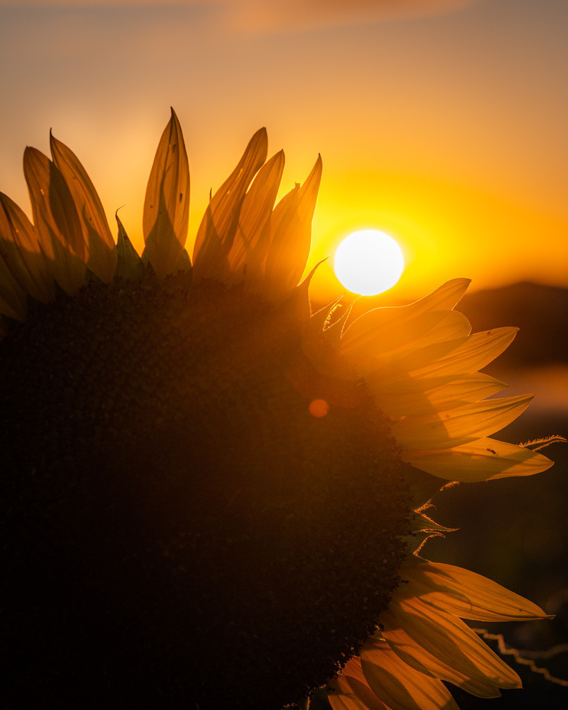 _DSC3734 | renerovisanfotoart.com