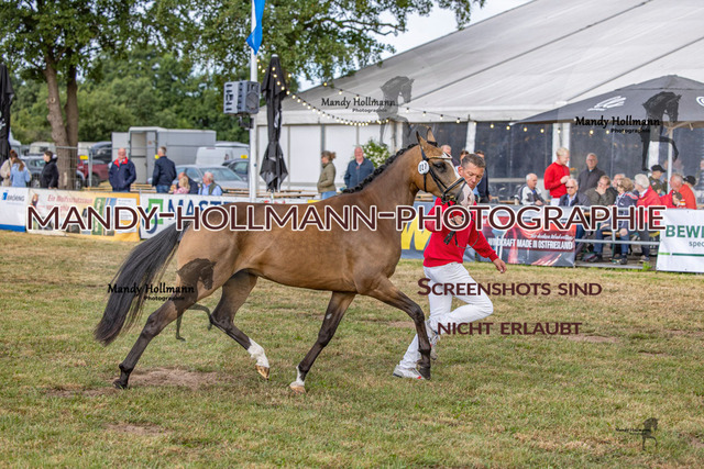 DR (973 von 2698) | mandyhollmannphotographie