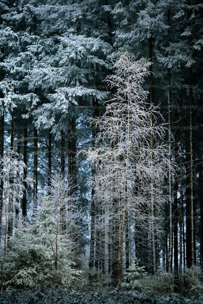 Wandbild Wintermood | People- und Tierfotografie, Imageaufnahmen, Veranstaltungsfotografie und Wandbilder aus der Natur ★ Made in Germany ✔️ Druck + Downloads ✔️ Naturfotografie in Top Qualität ★ schneller Versand, weltweite Lieferung! - Realisiert mit Pictrs.com