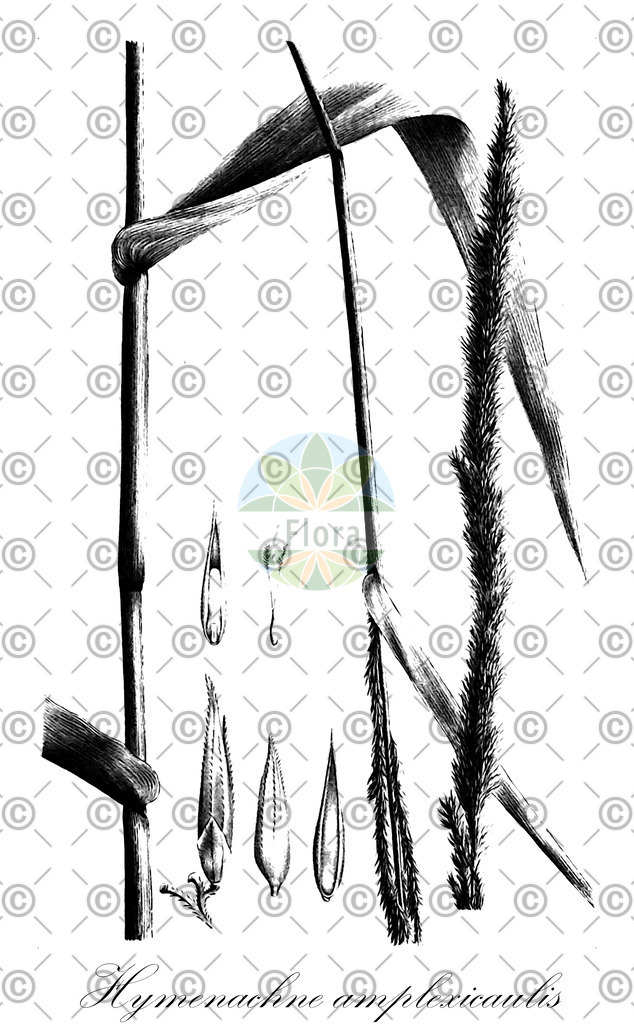 HistAbb_wfo-0001122598_2_ENZY_Simple | Historische Abbildung von Hymenachne amplexicaulis - Poaceae | Historical Illustration of Hymenachne amplexicaulis - Poaceae