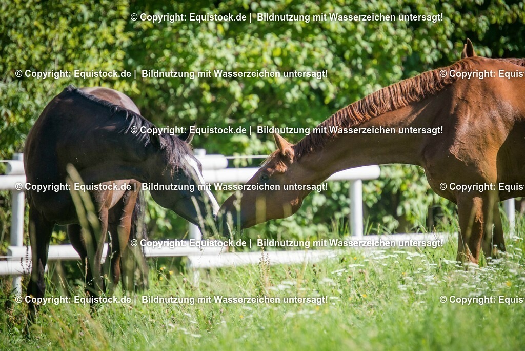 20160826_Wallach_auf_der_Koppel_0007 | Foto: Thomas Hartig