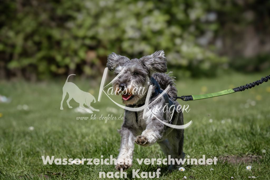 1221_ZZ91073 | kk-dogfotos