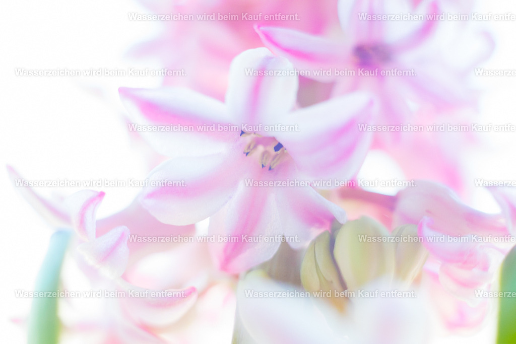 In dir liegt ein Geheimnis | Die Botschaft zum Bild lautet: Und dieses Geheimnis hast du lange, lange, lange verhüllt. Du gehst mit diesem Bild in Resonanz, wenn es Zeit ist, dieses Geheimnis zu lüften. Wir geben dir mit auf den Weg, dass wir dich unterstützen. Lüfte es jetzt. Zeige deinen wahren authentischen Kern. Spreche deine Herzenswahrheit und du wirst den Segen erfahren.