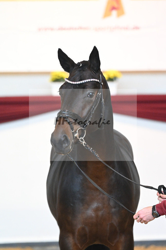 Kat-Nr. 17 v. Despacito_Gestuet Greim_66221758 | hf-fotografie - Realisiert mit Pictrs.com