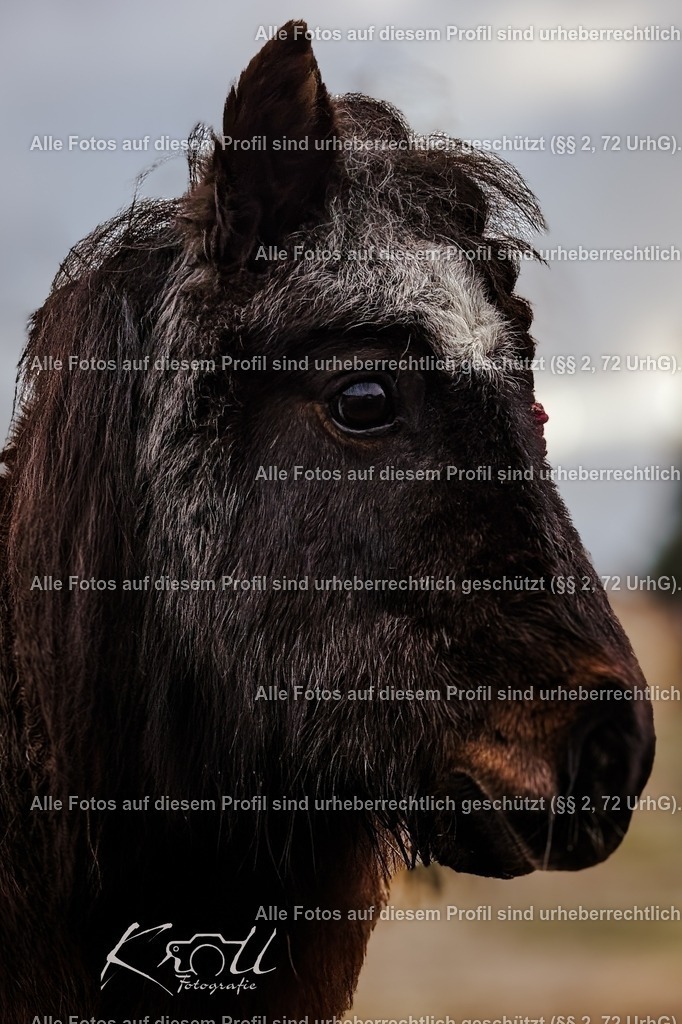 Photo_1738443398358 | krollfotografie - Realisiert mit Pictrs.com