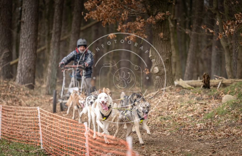 Pfotenfotografie_DV3A2239 | Hundefotografie, Tierfotograf, Pfotenfotografie, Fotoshooting Hund, Hunde Portrait, Hundesport, Hundeportraits, Heideshooting, Hunde, Sportfotograf, Hundefotograf, Turnierhundsport, THS,  - Realisiert mit Pictrs.com