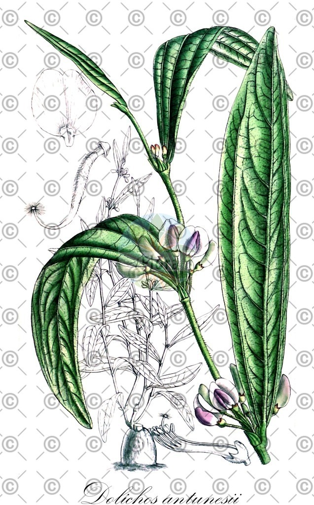 HistAbb_wfo-0000653478_1_ENZY_Simple | Historische Abbildung von Dolichos antunesii - Fabaceae | Historical Illustration of Dolichos antunesii - Fabaceae