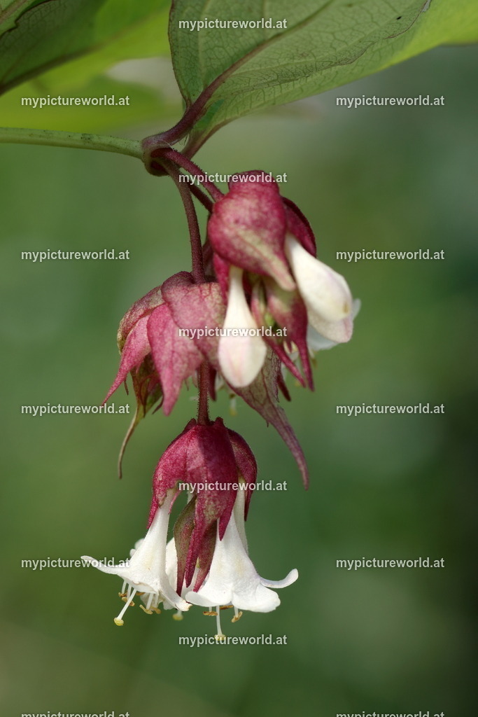 Schöne Leycesterie-002 | Das Bilderarchiv über Tiere, Planzen und Landschaften. In der Bilddatenbank finden Sie ein große Auswahl an hochwertigen Bilder für Ihre Werbung - Realisiert mit Pictrs.com