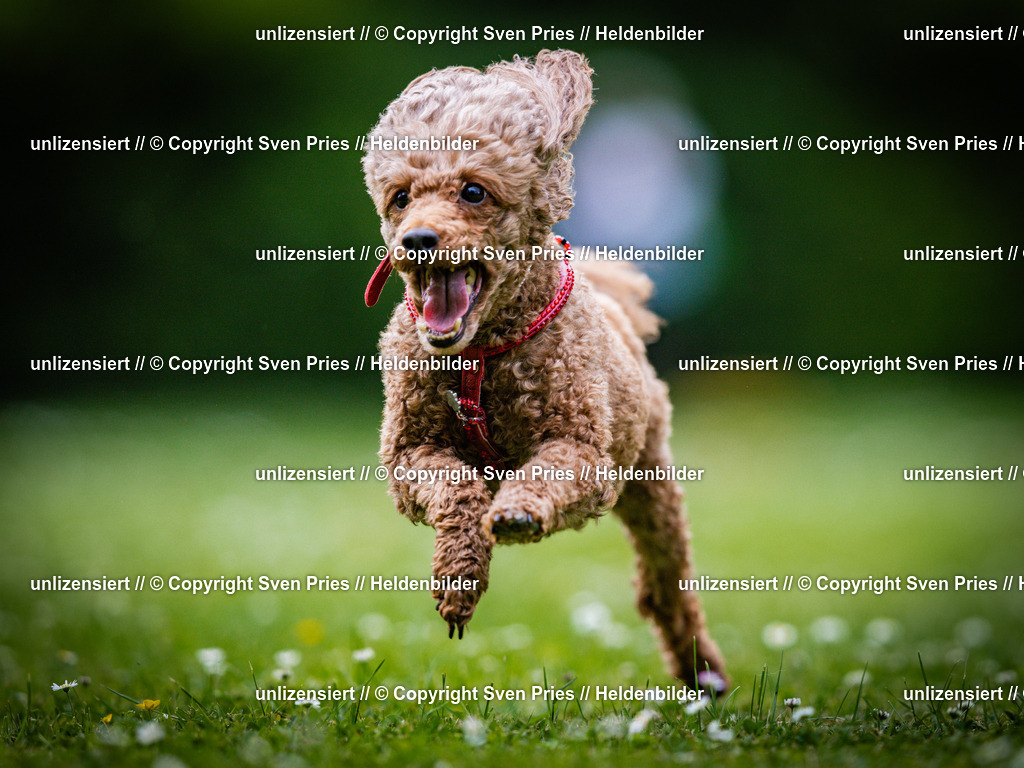 Sven Pries | 2025-05-29 - Pudelrennen KA-Durlach - Realisiert mit Pictrs.com