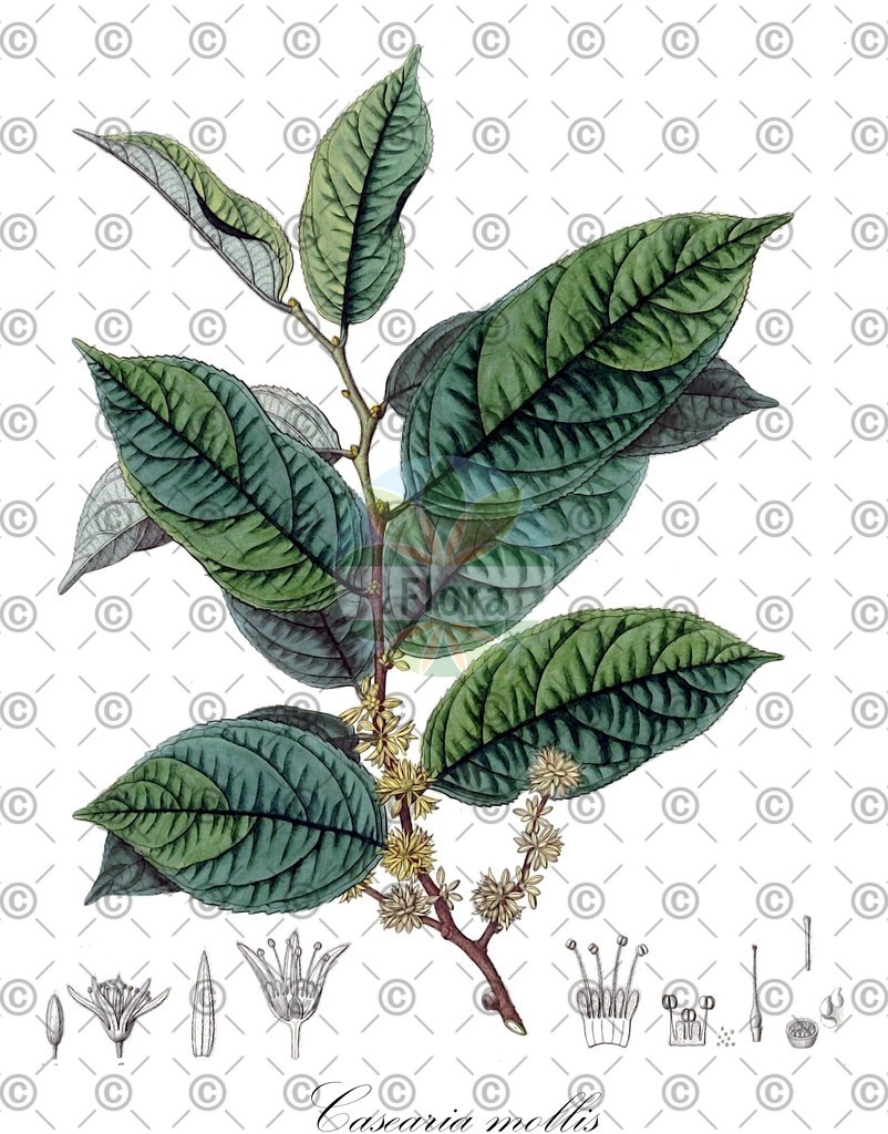 HistAbb_wfo-0000589005_1_ENZY_Simple | Historische Abbildung von Casearia mollis - Salicaceae | Historical Illustration of Casearia mollis - Salicaceae