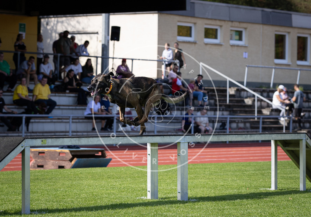 Pfotenfotografie_DV3A9639 | Hundefotografie, Tierfotograf, Pfotenfotografie, Fotoshooting Hund, Hunde Portrait, Hundesport, Hundeportraits, Heideshooting, Hunde, Sportfotograf, Hundefotograf, Turnierhundsport, THS,  - Realisiert mit Pictrs.com