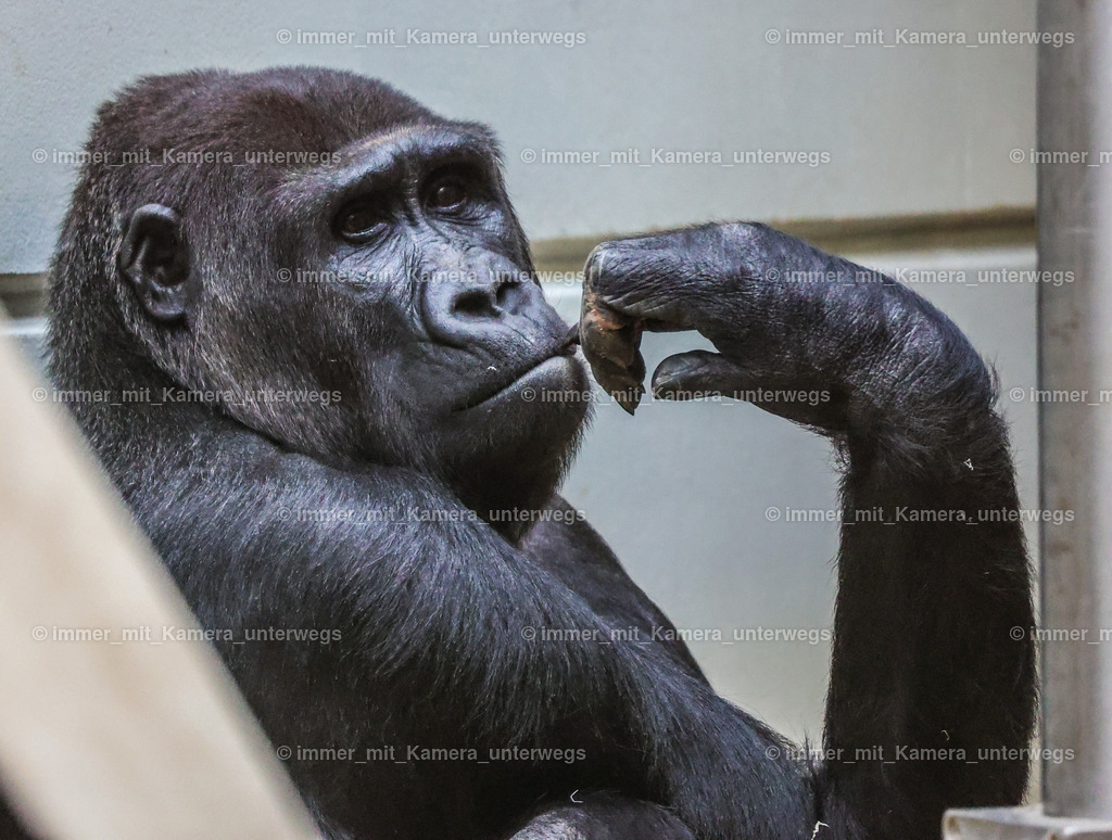 PSX_4443 | immer_mit_kamera_unterwegs