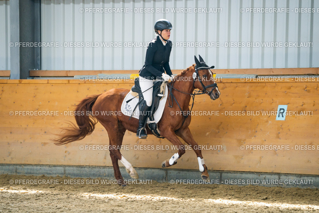 DSC02010 | Pferdegrafie