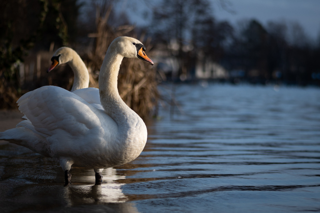 _DSC0780 | kaefersammler_roy - Realisiert mit Pictrs.com