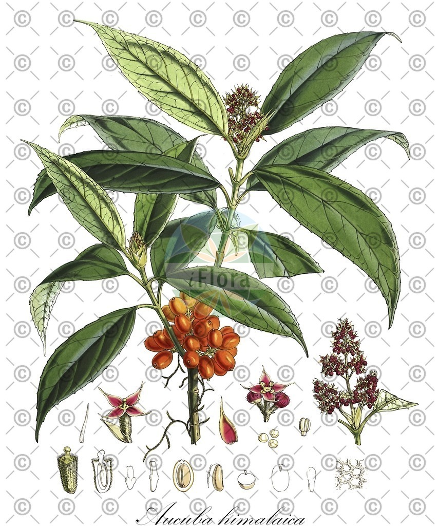 HistAbb_35L3_2_ENZY_Simple | Historische Abbildung von Aucuba himalaica - Garryaceae | Historical Illustration of Aucuba himalaica - Garryaceae