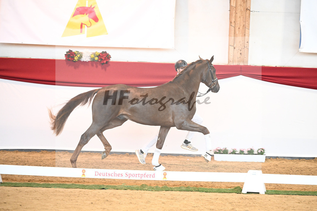 Kat-Nr. 63 Fidertanz x Romanov Blue Hors_La Rue_43230625 | hf-fotografie - Realisiert mit Pictrs.com
