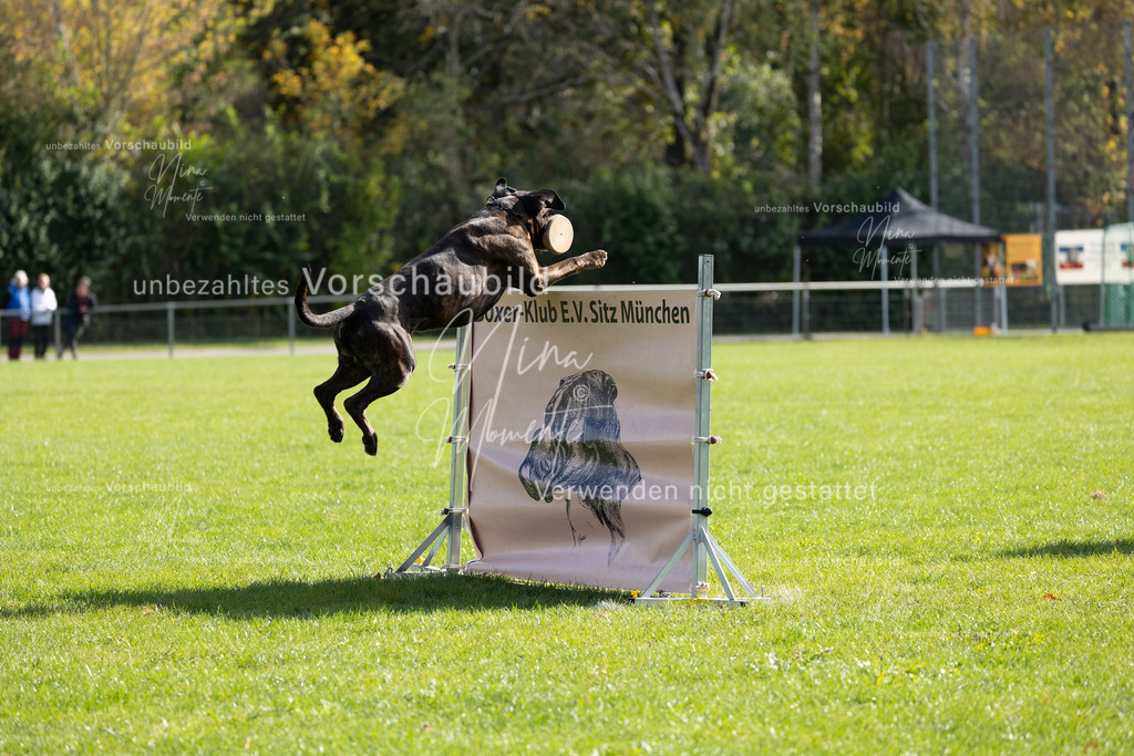 _16A6840 | Einzigartige Fotos von Hunden & Menschen –Actionfotos, Portraits, Vereinsaufnahmen & Paarshootings – authentisch, lebendig & mit Herz.