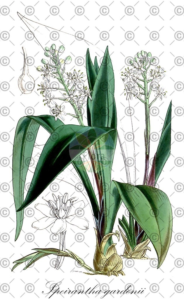 HistAbb_wfo-0000312212_1_ENZY_Simple | Historische Abbildung von Speirantha gardenii - Asparagaceae | Historical Illustration of Speirantha gardenii - Asparagaceae