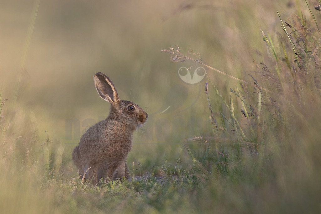 20220615181407-7 | Der Feldhase, kurz auch Hase genannt, ist ein Säugetier aus der Familie der Hasen. Die Art besiedelt offene und halboffene Landschaften. Das natürliche Verbreitungsgebiet umfasst weite Teile der südwestlichen Paläarktis; durch zahlreiche Einbürgerungen kommt der Feldhase heute jedoch auf fast allen Kontinenten vor. - Realisiert mit Pictrs.com