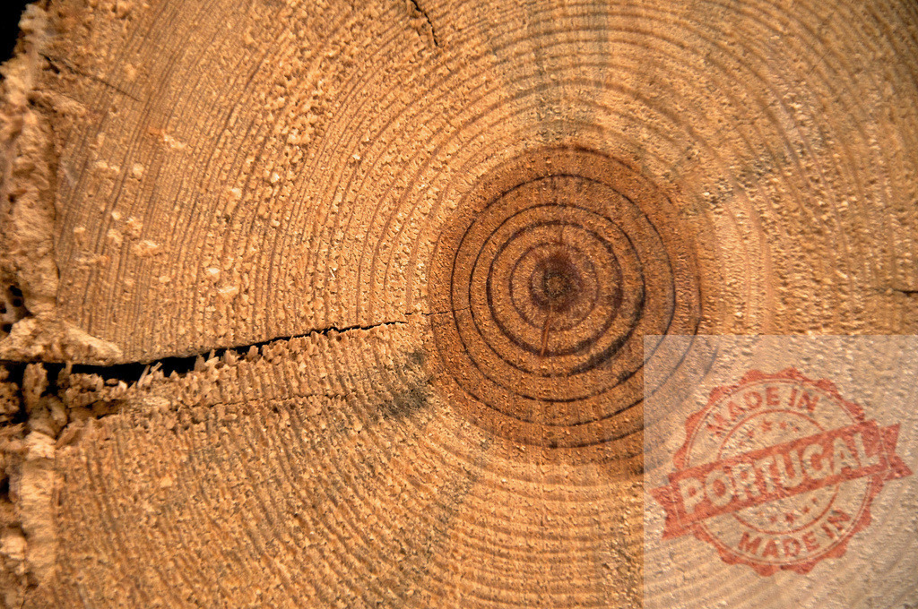 Close up of tree rings showing age and growth of a tree | Detailed view of concentric tree rings revealing the history and growth of a tree - Realisiert mit Pictrs.com