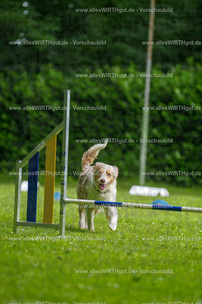 @allesWIRTHgut_Tierfotografie - www.allesWIRTHgut.de - 095930-7R507903 | Professionelle Tierfotografie in Mönchengladbach von Daniel Wirth (allesWIRTHgut). Liebevolle & natürliche Bilder von Hunden & Katzen für unvergessliche Erinnerungen.