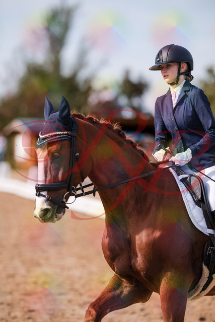 2026_10_03_Siefer-Hof_133224_Z81_89341075 | Professionelle Reitsport-, Turnier- und Eventfotografie von Robert Broda. Galerien mit ausgewählten und bearbeiteten Bildern direkt online ansehen und bestellen.