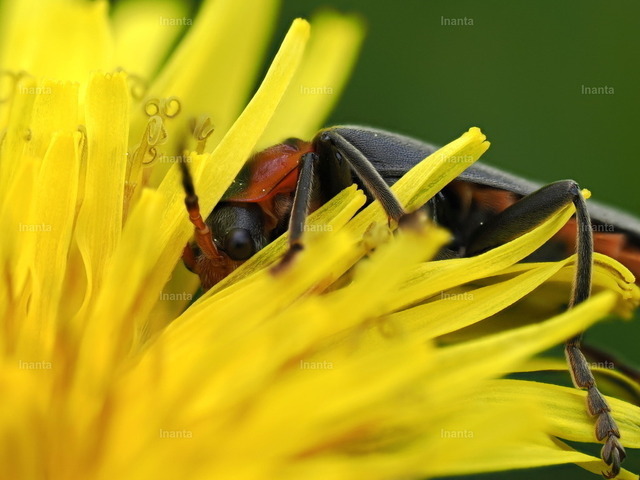 Gemeiner Weichkäfer (Cantharis fusca) | Der Gemeine Weichkäfer (Rhagonycha fulva) ist ein 7–11 mm langer, weichflügeliger Käfer mit leuchtend roten Flügeldecken und schwarzer Spitze. Er gehört zur Familie der Weichkäfer und sitzt häufig in großer Zahl auf Doldenblüten. –  – The Common Red Soldier Beetle (Rhagonycha fulva) is a 7–11 mm soft-winged beetle with bright red elytra and black tips. It belongs to the soldier beetle family and is often seen in large numbers on umbellifer flowers. - Realisiert mit Pictrs.com