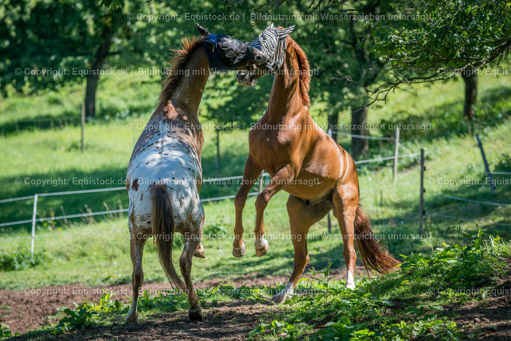 20160823_Wallache_beim_Spielen_0003 | Foto: Thomas Hartig