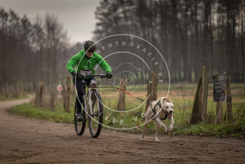Pfotenfotografie_DV3A1664 | Hundefotografie, Tierfotograf, Pfotenfotografie, Fotoshooting Hund, Hunde Portrait, Hundesport, Hundeportraits, Heideshooting, Hunde, Sportfotograf, Hundefotograf, Turnierhundsport, THS,  - Realisiert mit Pictrs.com