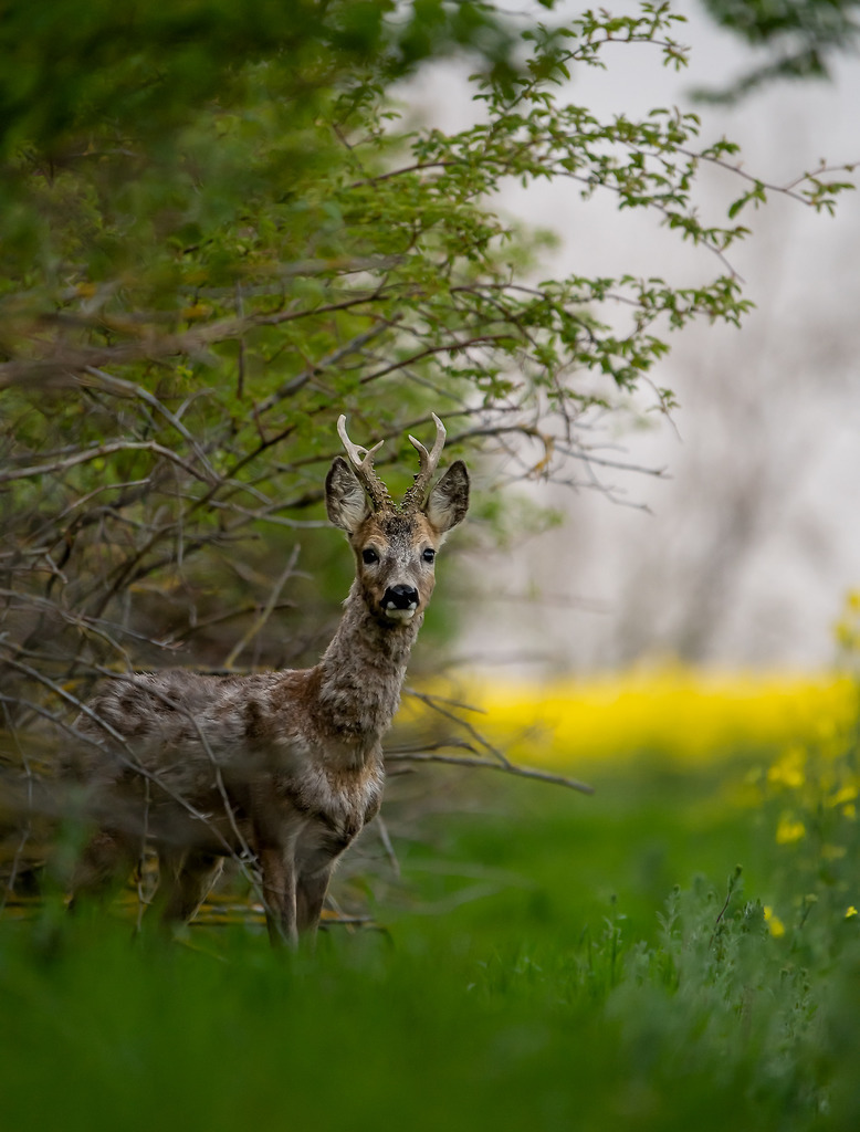 Rehbock Druck | galerie_naturfotografie - Realisiert mit Pictrs.com