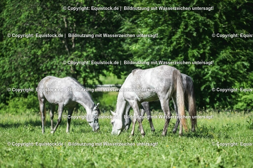 20210617_Araber_Marbach_Koppel_0043 | Foto: Thomas Hartig