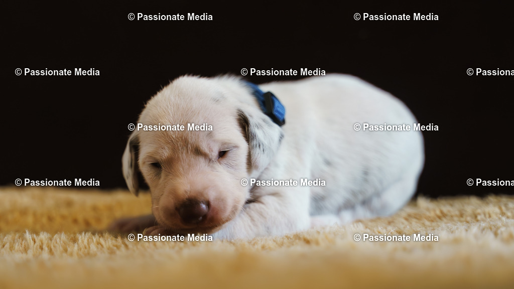 DSC03872 | Passionate Media, dein Fotograf aus Brandenburg, Märkisch Oderland, im Bereich Motorsport, Autos und Motorräder sowie Events und auch Hunde. Shootings oder auch Eventbegleitungen können bei mir gebucht we