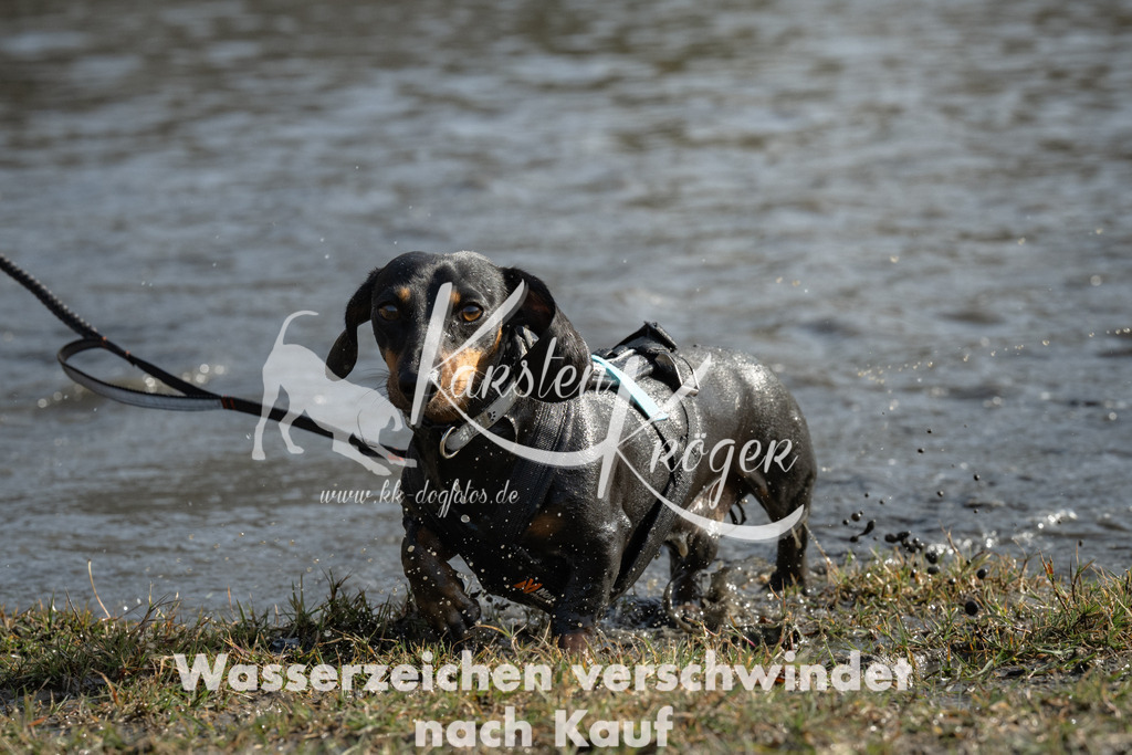 1258_ZZ93365 | kk-dogfotos